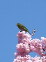 桜と鶯.jpg