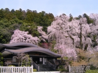 寺と桜.jpg